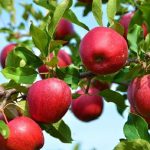 Apple Garden (Chaubatia Gardens)