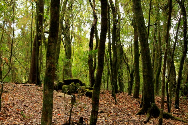 Mawphlang Sacred Forest : Meghalaya : The Home Of The Gods￼ | One In The  Orange Jacket