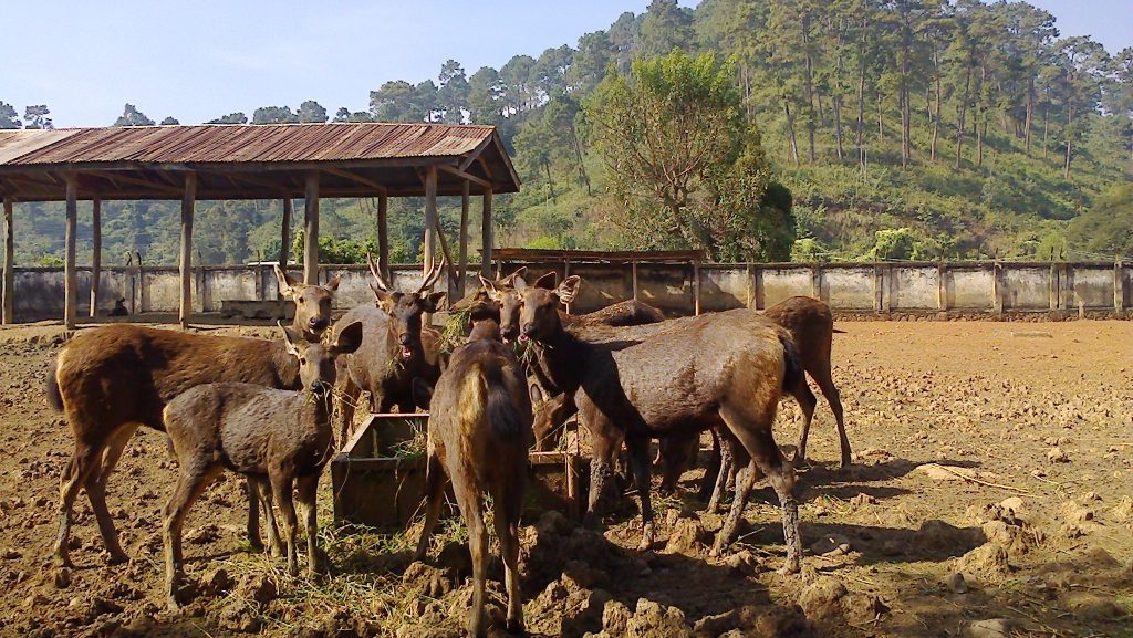 Manipur Zoological Garden