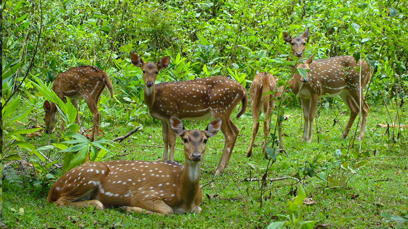 Kalatop Wildlife Sanctuary - Temples Vibhaga