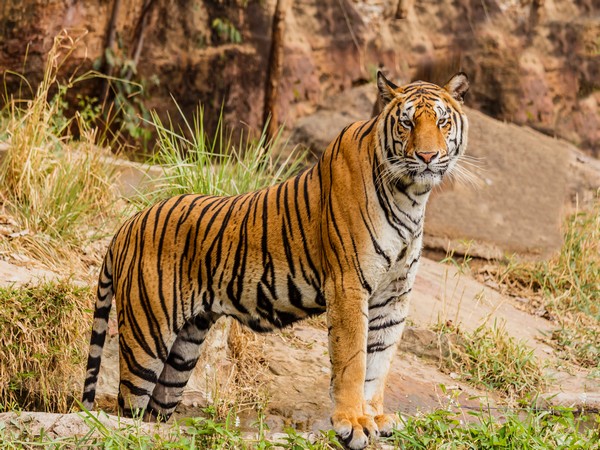 Udanti-Sitanadi Tiger Reserve