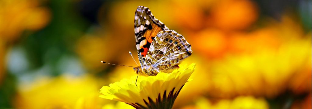 Butterfly Park