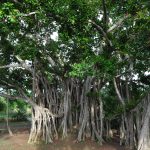 Ajapala Nigrodha Tree