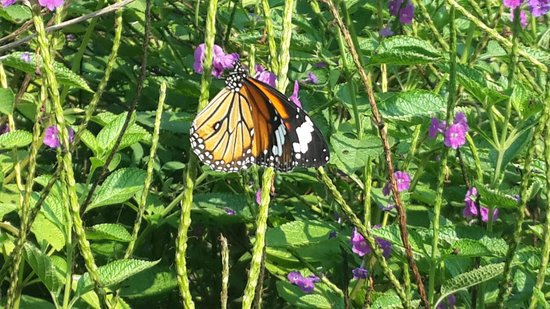 Butterfly Park