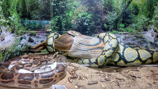 Chennai Snake Park Trust