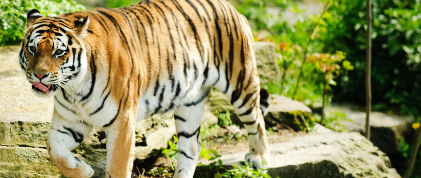 Nagarjunasagar-Srisailam Tiger Reserve - Temples Vibhaga