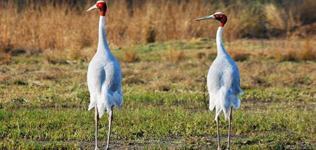 Sultanpur National Park