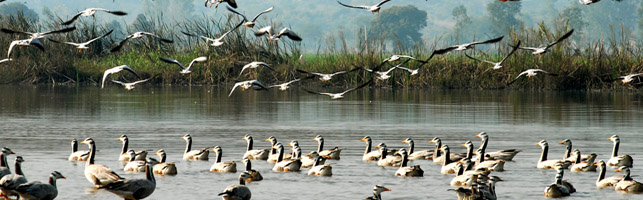 Kolleru Bird Sanctuary