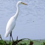 Kolleru Bird Sanctuary