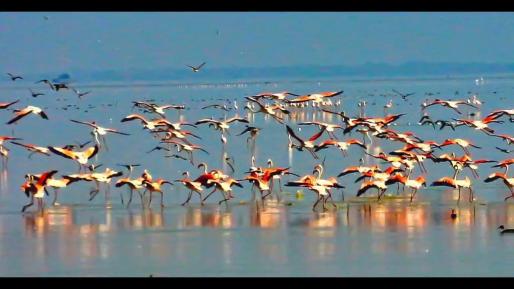 Pulicat Bird Sanctuary