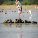 Pulicat Bird Sanctuary